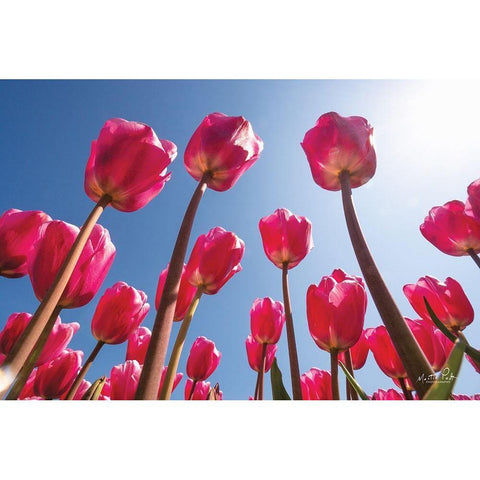 Look Up in Pink Black Modern Wood Framed Art Print by Podt, Martin