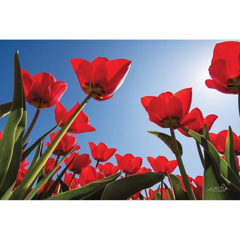 Look Up in Red Black Modern Wood Framed Art Print with Double Matting by Podt, Martin