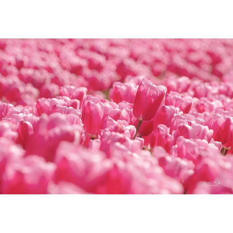 Pink Field Black Modern Wood Framed Art Print with Double Matting by Podt, Martin