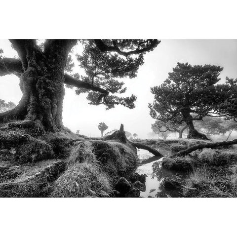 Black and White Fanal Black Modern Wood Framed Art Print with Double Matting by Podt, Martin