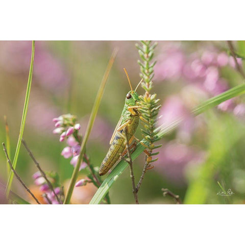 Grasshopper White Modern Wood Framed Art Print by Podt, Martin