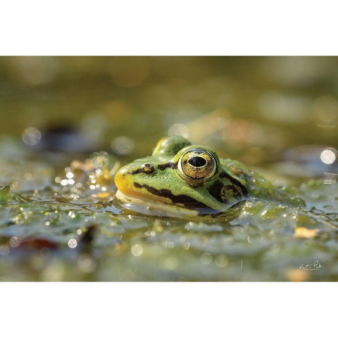 Frog Black Modern Wood Framed Art Print with Double Matting by Podt, Martin