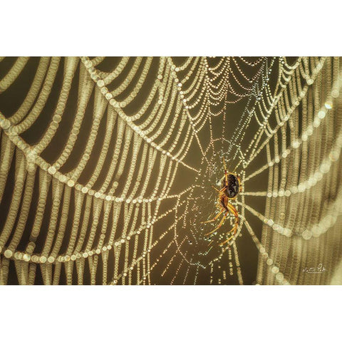 The Spider and Her Jewels Gold Ornate Wood Framed Art Print with Double Matting by Podt, Martin