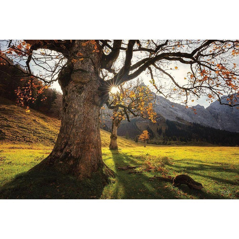 The Star Gold Ornate Wood Framed Art Print with Double Matting by Podt, Martin