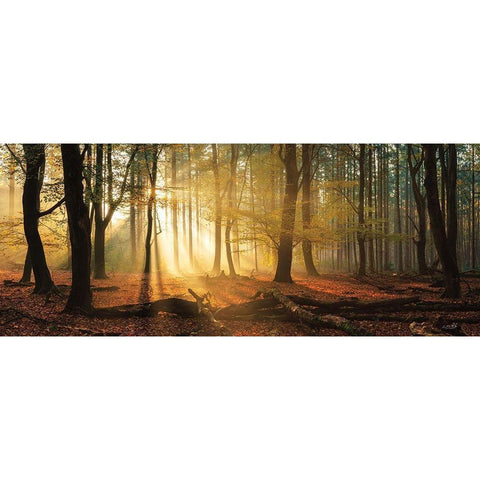 Speulderbos Panorama Gold Ornate Wood Framed Art Print with Double Matting by Podt, Martin