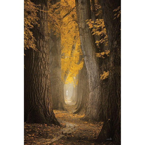 Autumn Path White Modern Wood Framed Art Print by Podt, Martin