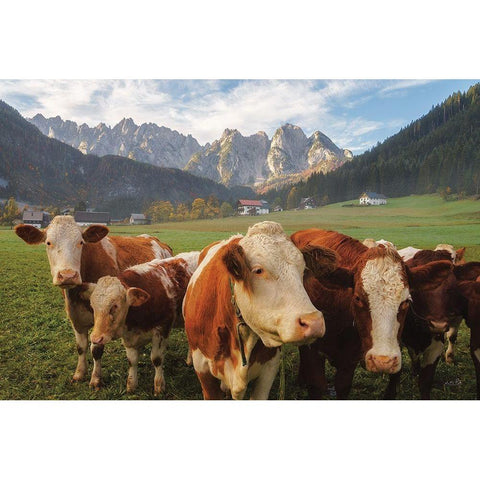 Austrian Cows Gold Ornate Wood Framed Art Print with Double Matting by Podt, Martin