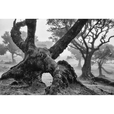 The Elephant Black Modern Wood Framed Art Print with Double Matting by Podt, Martin