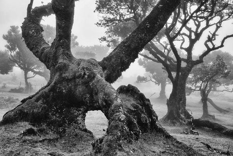 The Elephant White Modern Wood Framed Art Print with Double Matting by Podt, Martin