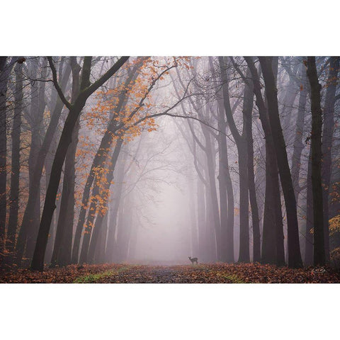 Deer in the Fog Black Modern Wood Framed Art Print by Podt, Martin