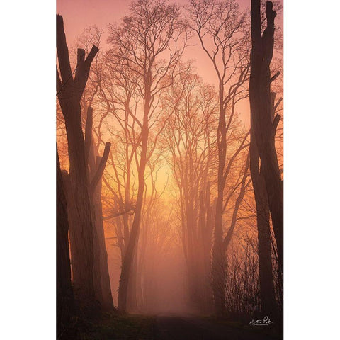 Mysterious Mood Black Modern Wood Framed Art Print by Podt, Martin