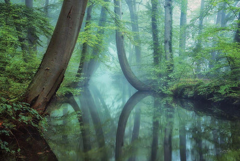 Moody Reflections Black Ornate Wood Framed Art Print with Double Matting by Podt, Martin