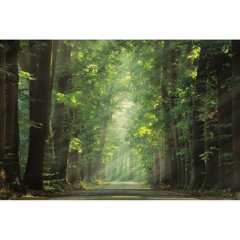 Bright Lights Gold Ornate Wood Framed Art Print with Double Matting by Podt, Martin