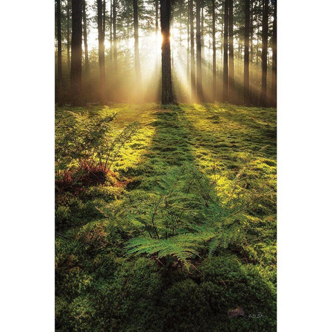Ferns in the Morning Light Black Modern Wood Framed Art Print with Double Matting by Podt, Martin