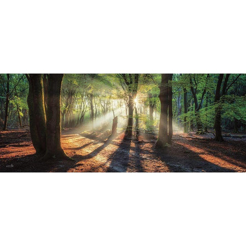 Sun Rays in the Forest I Black Modern Wood Framed Art Print with Double Matting by Podt, Martin
