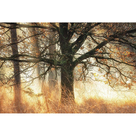 Backlight Gold Ornate Wood Framed Art Print with Double Matting by Podt, Martin