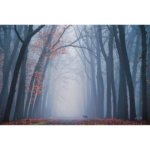 Oh Deer! Black Modern Wood Framed Art Print with Double Matting by Podt, Martin