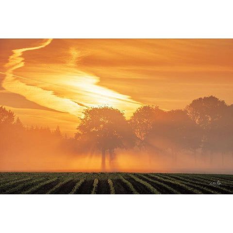 Morning Glory Black Modern Wood Framed Art Print with Double Matting by Podt, Martin