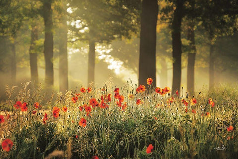 The Poppy Forest White Modern Wood Framed Art Print with Double Matting by Podt, Martin