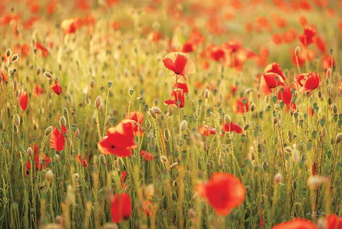 Poppy Field I Black Ornate Wood Framed Art Print with Double Matting by Podt, Martin