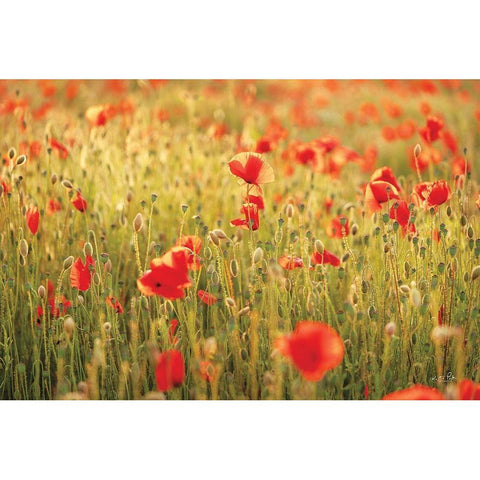 Poppy Field I Black Modern Wood Framed Art Print by Podt, Martin