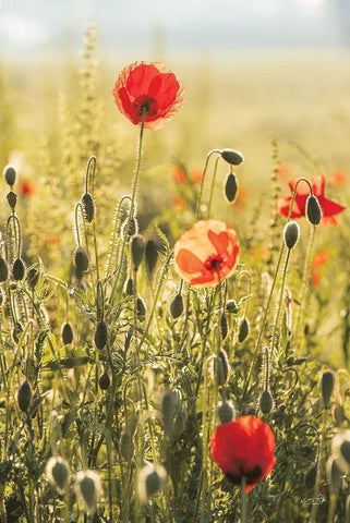 Poppy Field II White Modern Wood Framed Art Print with Double Matting by Podt, Martin