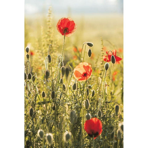Poppy Field II Black Modern Wood Framed Art Print by Podt, Martin