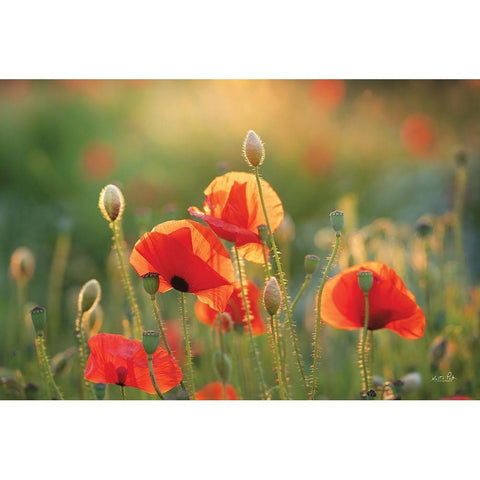 Poppy Field III Black Modern Wood Framed Art Print with Double Matting by Podt, Martin