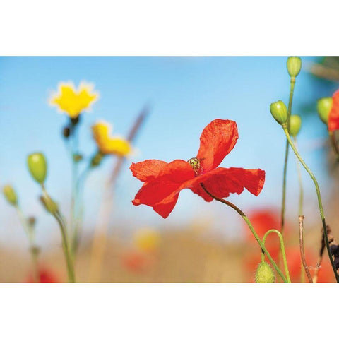 Summer Flowers Black Modern Wood Framed Art Print with Double Matting by Podt, Martin