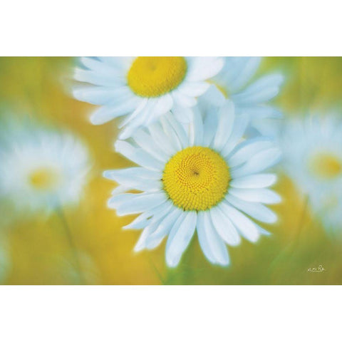 Daisies Gold Ornate Wood Framed Art Print with Double Matting by Podt, Martin