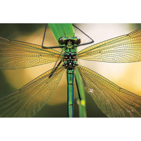 Glas in Lood White Modern Wood Framed Art Print by Podt, Martin