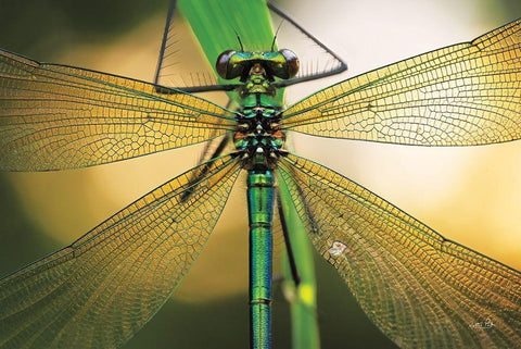 Glas in Lood White Modern Wood Framed Art Print with Double Matting by Podt, Martin