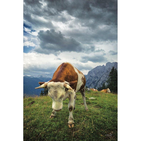 Bowing Cow Black Modern Wood Framed Art Print with Double Matting by Podt, Martin