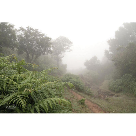 Fern Path White Modern Wood Framed Art Print by Podt, Martin