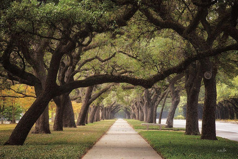 Alley of Live Oaks Black Ornate Wood Framed Art Print with Double Matting by Podt, Martin