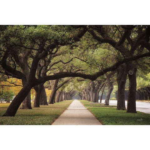 Alley of Live Oaks Black Modern Wood Framed Art Print by Podt, Martin