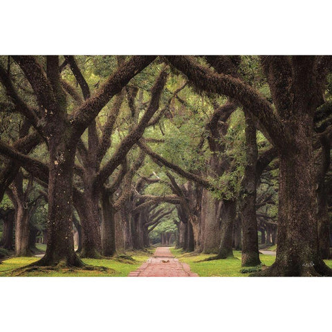 Lane of Oaks Black Modern Wood Framed Art Print with Double Matting by Podt, Martin