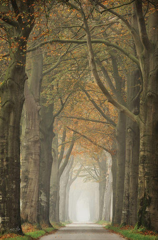 Beech Lined Road    Black Ornate Wood Framed Art Print with Double Matting by Podt, Martin