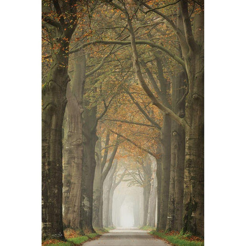 Beech Lined Road    Black Modern Wood Framed Art Print with Double Matting by Podt, Martin