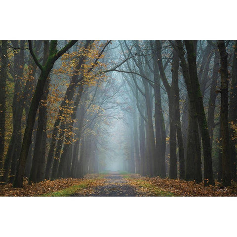 Moody Autumn   Gold Ornate Wood Framed Art Print with Double Matting by Podt, Martin