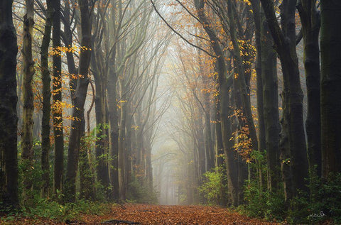 The Unknown Road    White Modern Wood Framed Art Print with Double Matting by Podt, Martin