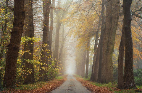 Autumnal Moodiness    Black Ornate Wood Framed Art Print with Double Matting by Podt, Martin