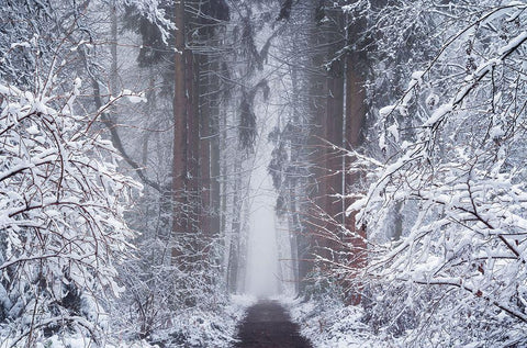 White Vignette  Black Ornate Wood Framed Art Print with Double Matting by Podt, Martin