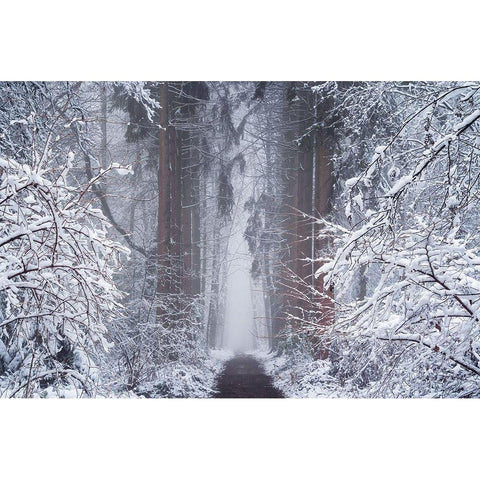 White Vignette  White Modern Wood Framed Art Print by Podt, Martin