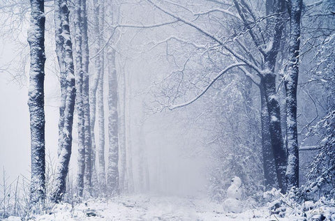 Alone in the World Black Ornate Wood Framed Art Print with Double Matting by Podt, Martin