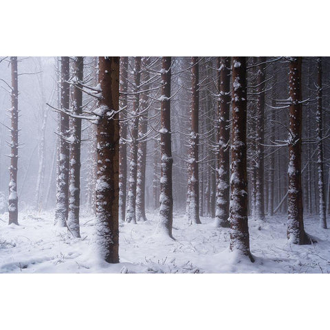 Red Woods Black Modern Wood Framed Art Print with Double Matting by Podt, Martin