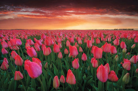 Tulip Field Sunset White Modern Wood Framed Art Print with Double Matting by Podt, Martin