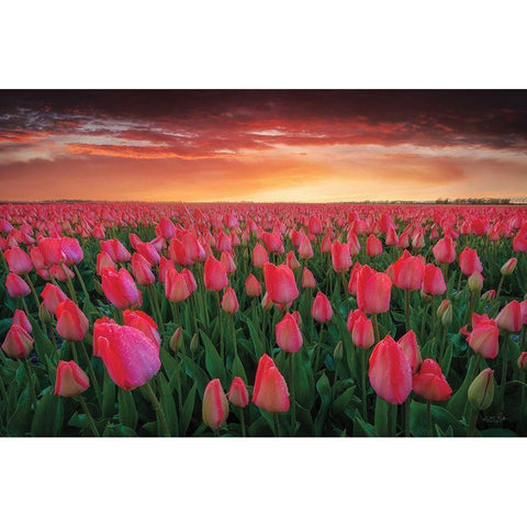 Tulip Field Sunset Black Modern Wood Framed Art Print by Podt, Martin