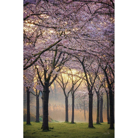 Cherry Trees at Sunrise Gold Ornate Wood Framed Art Print with Double Matting by Podt, Martin