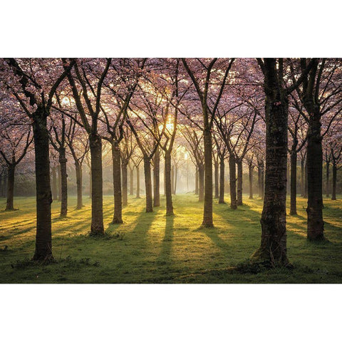 Cherry Trees in Morning Light I Black Modern Wood Framed Art Print by Podt, Martin